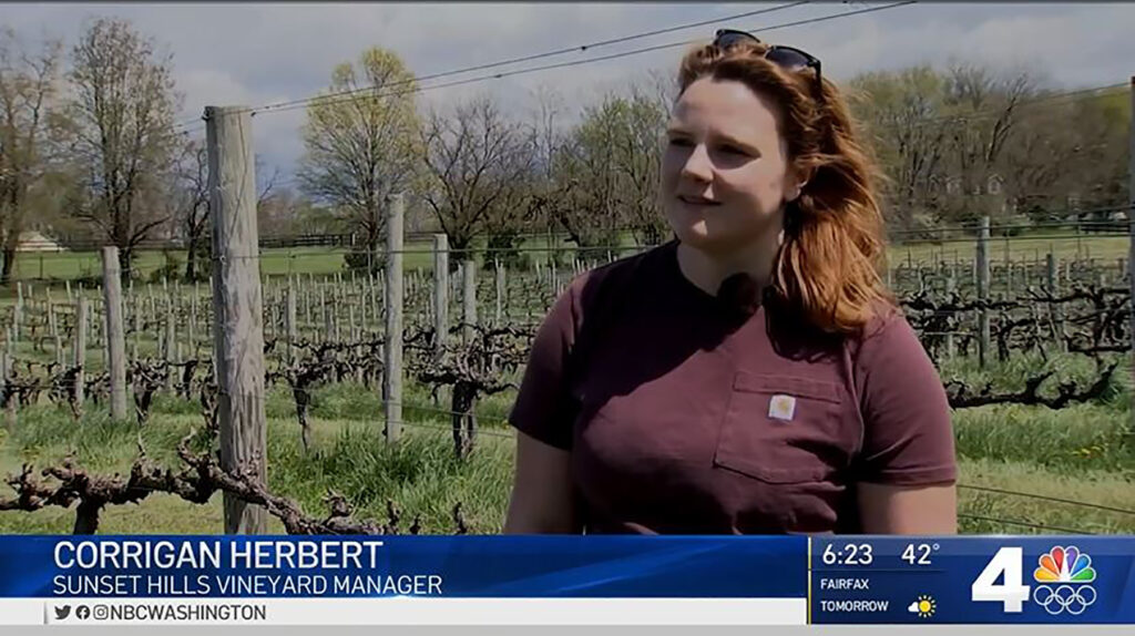 Image from TV of Corrigan Herbert in vineyard